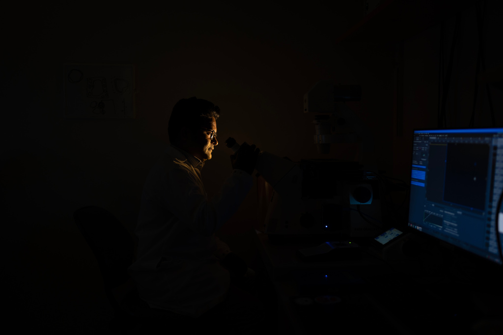 Research fellow Sachin Surwase poses for a portrait while examining a mouse pancreas tissue through a microscope in a biomedical engineering lab at Johns Hopkins University in Baltimore, Md., Tuesday, May 13, 2025. Surwase is part of a team developing possible new ways to treat Type 1 diabetes, an autoimmune disease, by reprogramming the immune system to protect and not harm insulin-producing cells in the pancreas. "For me, it started with my grandmother, she died of cancer, so that was the motivation to work on these diseases. But then I got interested in autoimmunity. That fascinated me that why in one disease we need to increase the response of immunity but in others we need to suppress our own immunity. It's like a two-edged sword." (AP Photo/David Goldman)