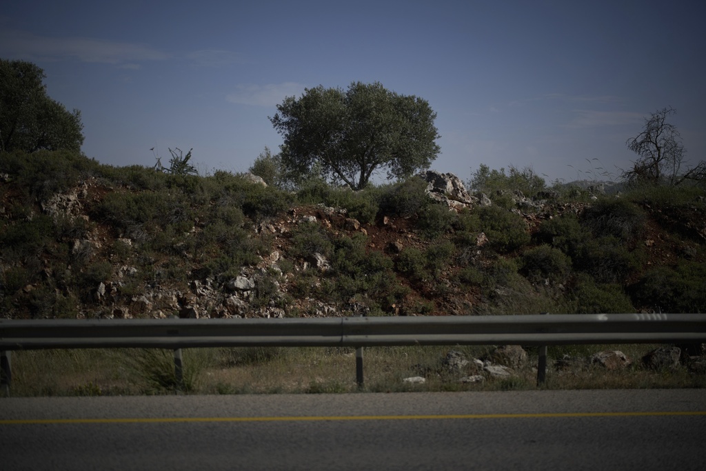 A tree stands along Highway 60 on April 22, 2025, near the spot where 14-year-old Amer Rabee was killed by Israeli soldiers in the West Bank town of Turmus Ayya. (AP Photo/Leo Correa)
