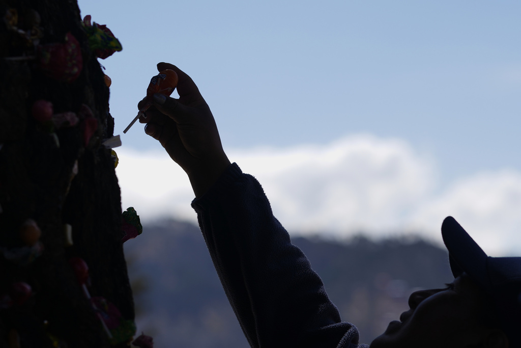 A woman places a lollipop in a tree that was struck by lightning years ago and has since been considered sacred, at the General Cemetery in La Paz, Bolivia, Sunday, Aug. 31, 2025. (AP Photo/Juan Karita)
