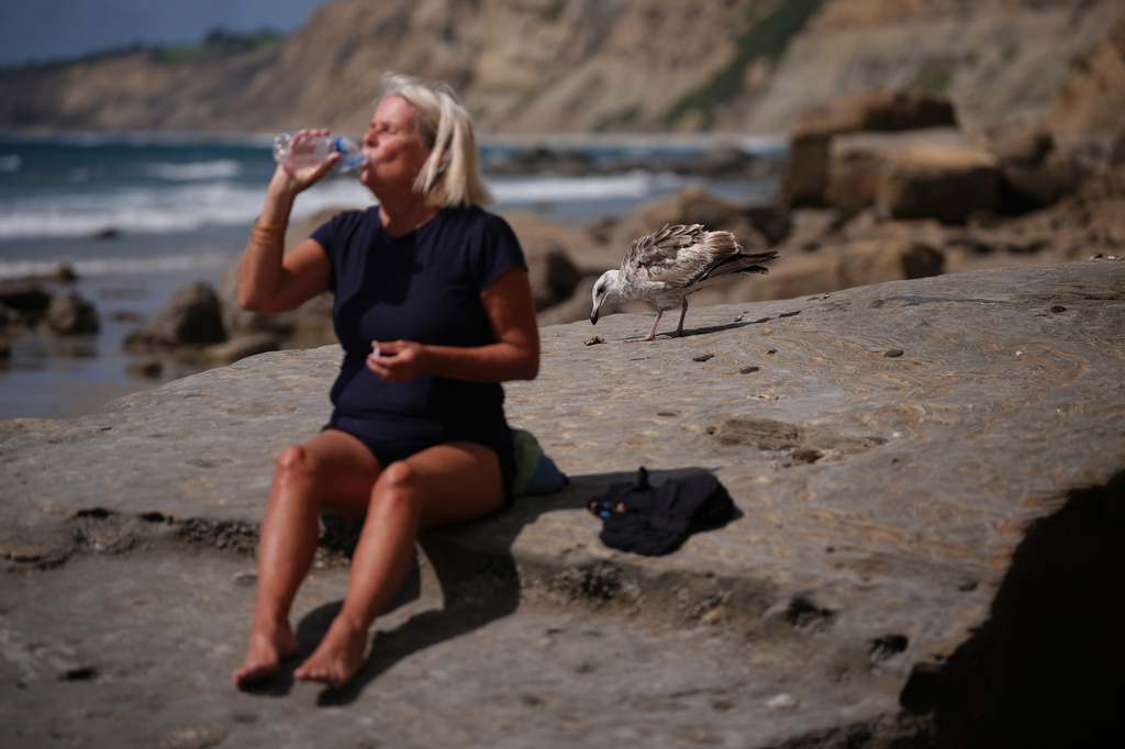 Brooke Lafrenz takes a drink of water as she shares a rock with a seabird along Blacks Beach on Wednesday, May 6, 2026, in San Diego. (AP Photo/Gregory Bull)