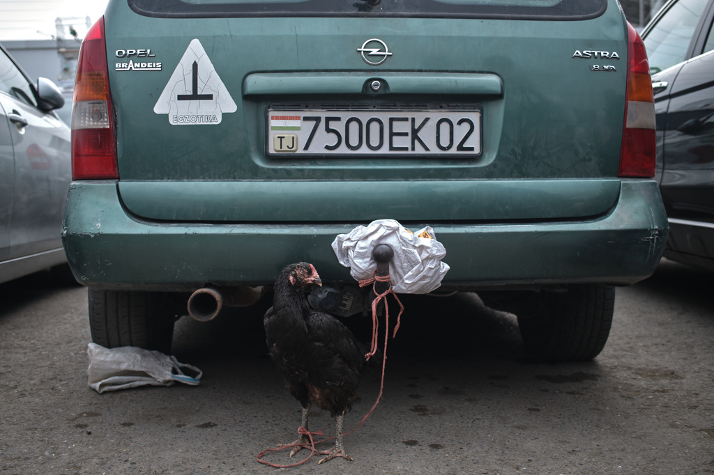 A bird stands tied to a car before fighting during the weekly animal market at Panjshanbe Bazaar in Khujand, Tajikistan, Sunday, May 3, 2026. (AP Photo/Jon Orbach)