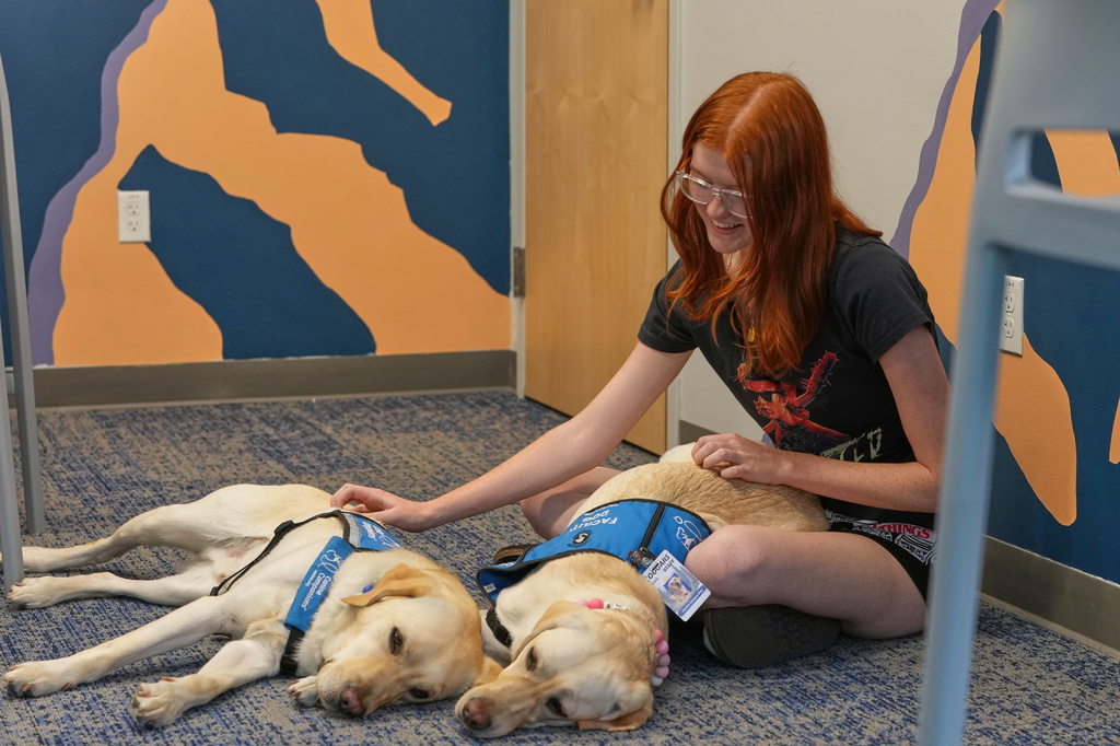 Maddie Cornwell, a senior at Evergreen High School, visits with a pair of support dogs named Polenta, left, and Noreen at the school Monday, Oct. 5, 2026, in Evergreen, Colo. (AP Photo/David Zalubowski)