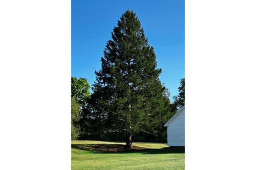 This photo provided by Tishman Speyer on Monday, Oct. 27, 2025, shows this year's Rockefeller Center Christmas tree before it is cut down in East Greenbush, N.Y. (Tishman Speyer via AP) This photo provided by Tishman Speyer on Monday, Oct. 27, 2025, shows this year's Rockefeller Center Christmas tree before it is cut down in East Greenbush, N.Y. (Tishman Speyer via AP)