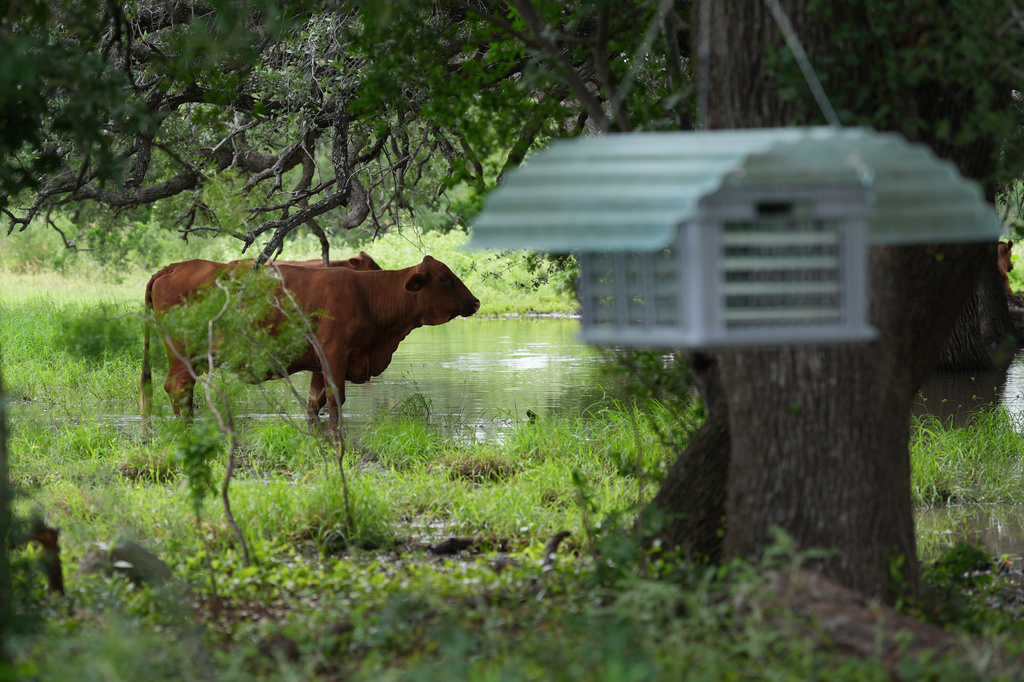 Cattle graze near a sterile fly dispersal station placed by the U.S. Department of Agriculture to combat the spread of the New World screwworm fly on grounds of a ranch near La Pryor, Texas, Thursday, June 11, 2026. (AP Photo/Eric Gay)