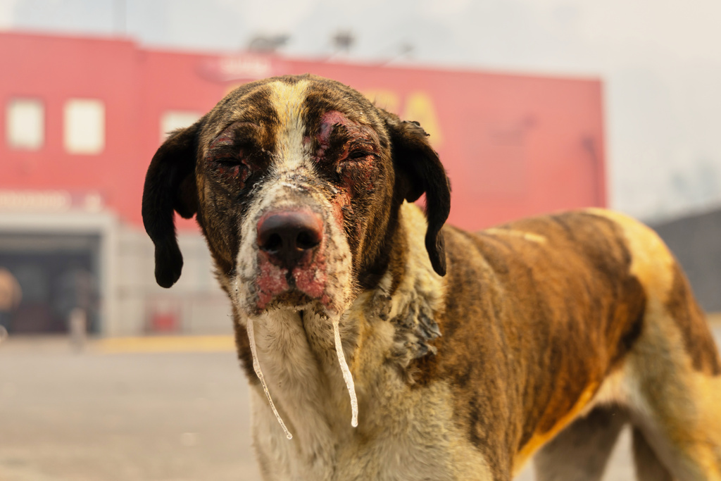 A dog burned by wildfires stands in Lirquen, Chile, Sunday, Jan. 18, 2026. (AP Photo/Javier Torres)