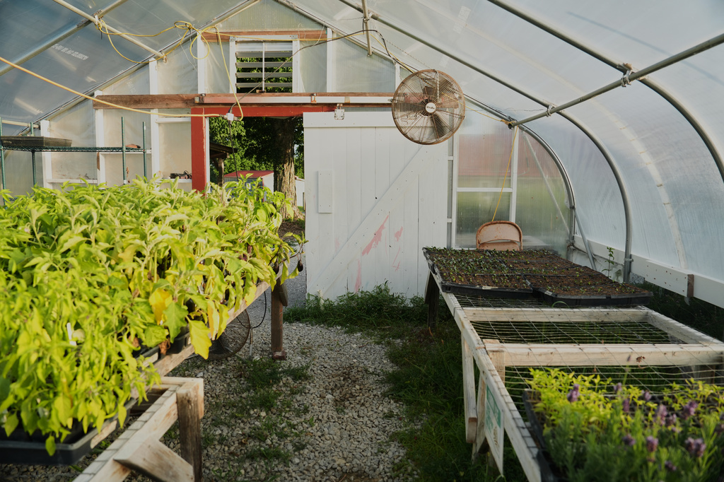 Crops grow inside a greenhouse as fans run to keep the temperature down Wednesday, July 1, 2026, at a farm in Brooksville, Ky. (AP Photo/Joshua A. Bickel)