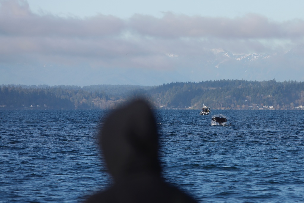 A person watchesa pod of orca whales swimming off Seattle on Friday, January 16, 2026. The pod swam by the West Seattle neighborhood, attracting onlookers to shore. (AP Photo/Manuel Valdes)
