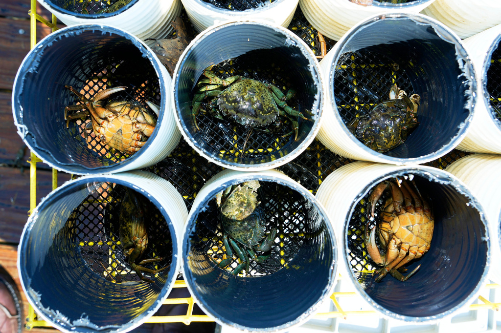 Green crabs are segregated into "crab condos" before harvesting Thursday, June 11, 2026, in York, Maine. (AP Photo/Robert F. Bukaty)