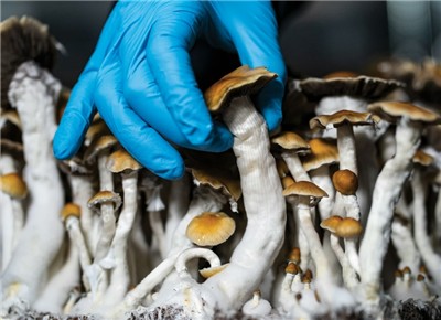 FBC Holding, Inc. (FBCD) Acquires Mushroom Madness to Accelerate Entry Into Explosive Mushroom Wellness Market