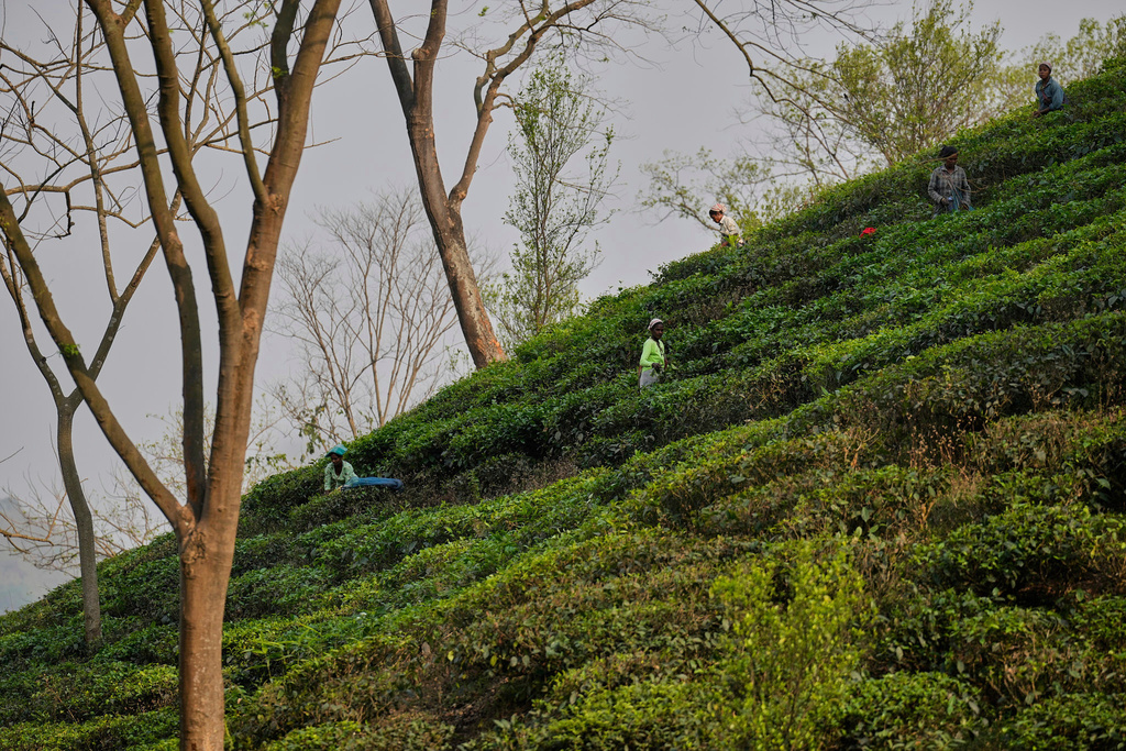 FILE - Women labourers pluck tea leaves in a tea garden on the outskirts of Guwahati, India, Wednesday, April 9, 2025. (AP Photo/Anupam Nath, file)