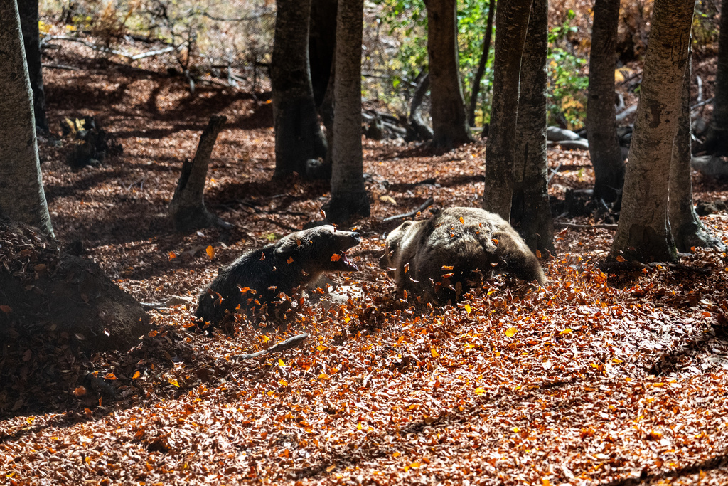 Two brown bears playfully wrestle inside the Arcturos sanctuary in Nymfaio, northern Greece, on Thursday, Oct. 30, 2025. (AP Photo/Giannis Papanikos)