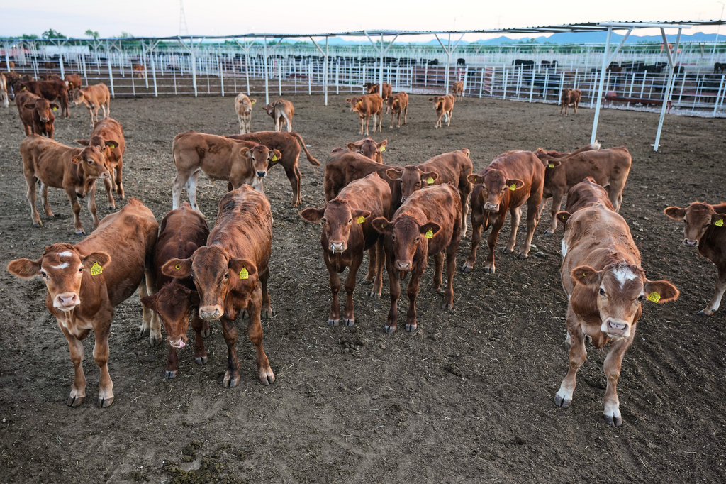 Calves stand in pens before an inspection for export to the United States at a regional cattle ranchers association in Hermosillo, Mexico, Tuesday, Aug. 18, 2026, ahead of the reopening of the U.S. border to Mexican cattle imports. (AP Photo/Fernando Llano)