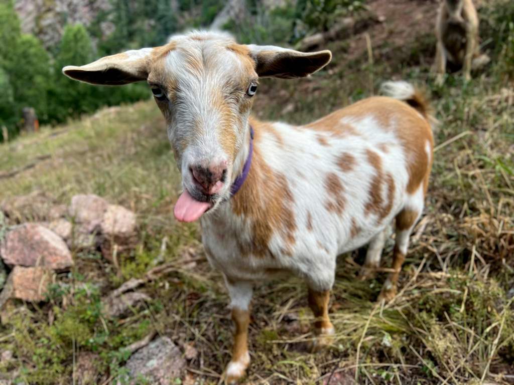 Goldie, short for Golden-Oreo, a goat who kept firefighters company in Colorado Springs on Thursday, July 9, 2026 in Colorado Springs, Colo. (AP Photo/Lindsey Glader)