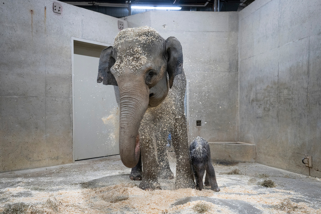Phoebe, an Asian elephant, stands with her calf after giving birth to him on Tuesday, Oct. 21, 2025, in Powell, Ohio. (Amanda Carberry/Columbus Zoo and Aquarium via AP)