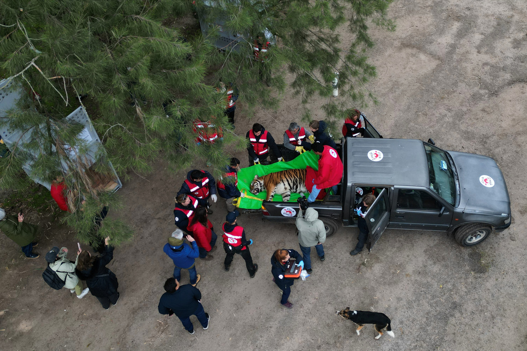 Members of the Four Paws animal welfare organization load a tiger onto a truck for its transfer from a shuttered zoo to a sanctuary in South Africa, in Lujan, Argentina, Friday, Aug. 14, 2026. CORRECTION: Corrects sanctuary from United States to South Africa. (AP Photo/Natacha Pisarenko)
