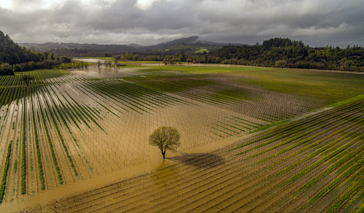FILE - Jackson Family vineyards are submerged in the Russian River near Trenton Road and River Road after flooding from the latest round of storms in Sonoma County, Calif., on Feb. 19, 2024. California's current rainy season got off to a slow start but has rebounded with recent storms that have covered mountains in snow and unleashed downpours, flooding and mudslides. The water content of the vital Sierra Nevada snowpack has topped 80% of normal to date while downtown Los Angeles has already received more than an entire year's average annual rainfall. (Chad Surmick/The Press Democrat via AP)