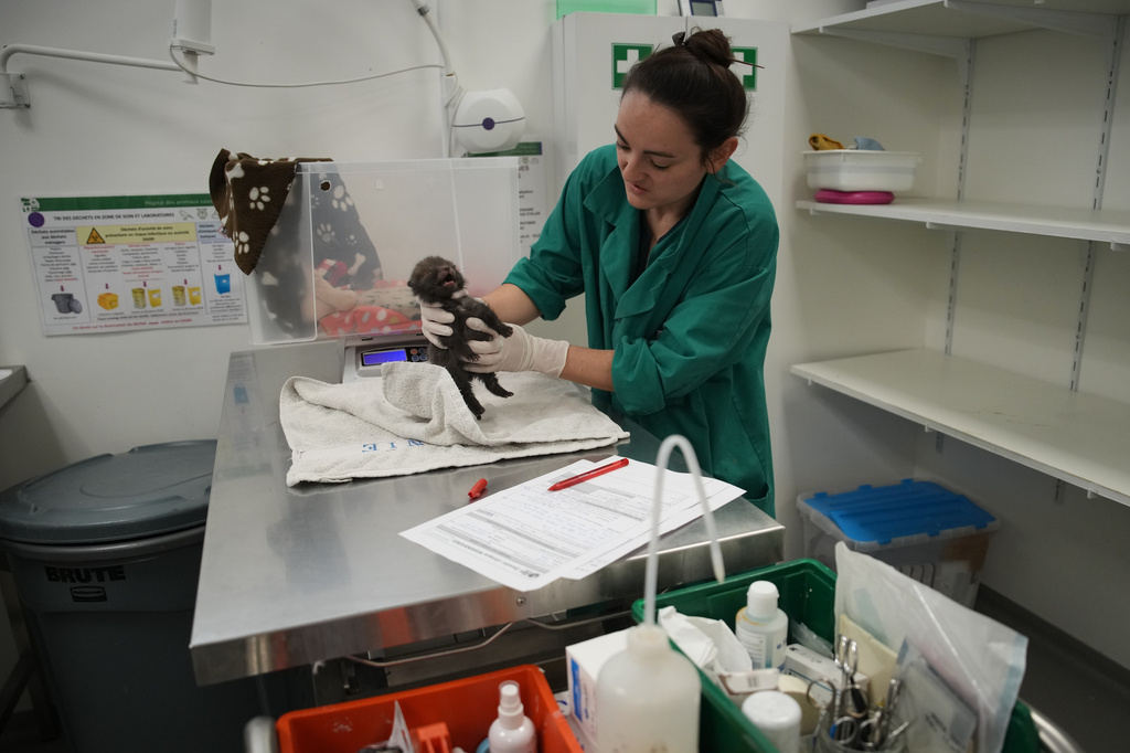 An animal caretaker treats a baby fox at the Wildlife Veterinary Hospital in Maisons-Alfort, outside Paris, April 17, 2026. (AP Photo/Christophe Ena)