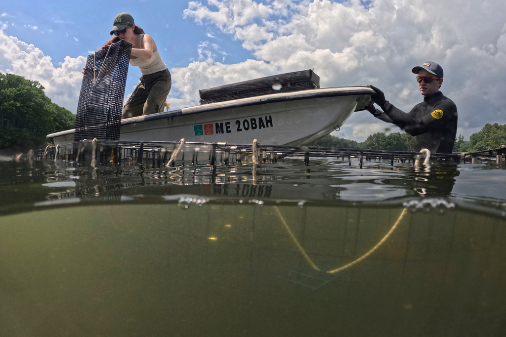 Grace Welles, left, places a mesh basket containing small green crabs into submerged grow cages while working with Jackson Martine on the York River, Thursday, June 11, 2026, in York, Maine. (AP Photo/Robert F. Bukaty)