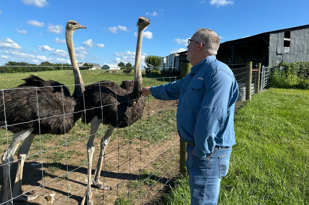 In this photo taken with a smartphone, Brent Williams, who suffers from the tick bite allergy known as alpha gal syndrome, pets an ostrich at Alpha Roost Farms in Danville, Ky., on Tuesday, Aug. 18, 2026. (AP Photo/Dylan Lovan)