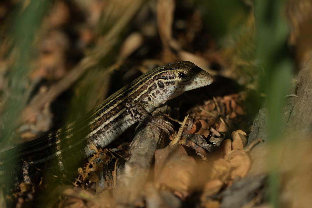A lizard moves through the Santa Ana Wildlife Refuge in Alamo, Texas, Monday, Aug. 24, 2026. (AP Photo/Eric Gay)