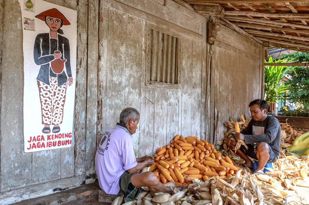 Farmers sort corn as a protest poster that reads "Protect Kendeng, protect Mother Earth" is seen on the wall in Kendeng Mountains in Rembang, Central Java, Indonesia, Friday, June 19, 2026. (AP Photo/Ibrahim AS)