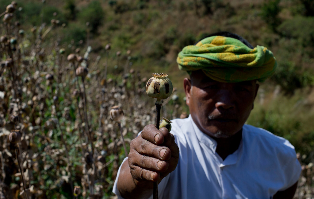 FILE - Ethnic Pa-O poppy farmer holds a harvested poppy stem with dried-up opium sap in a poppy cultivation in central Shan state, Myanmar on Feb. 19, 2013. (AP Photo/Gemunu Amarasinghe, File)