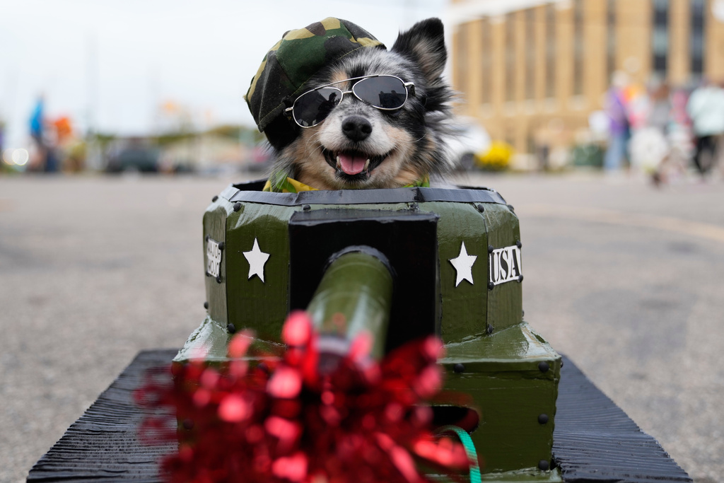Mojo, a dog owned by Alicia Town, of Kalamazoo, sits in a tank costume during an event for dog trick-or-treating, Friday, Oct. 17, 2025, in Lansing, Mich. (AP Photo/Ryan Sun)