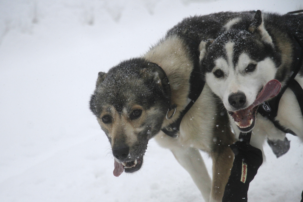 The lead dogs for musher Joseph Sabin of Two Rivers, Alaska, run with tongues out of their mouths Saturday, March 7, 2026, during the ceremonial start of the Iditarod Trail Sled Dog Race in downtown Anchorage, Alaska. (AP Photo/Mark Thiessen)