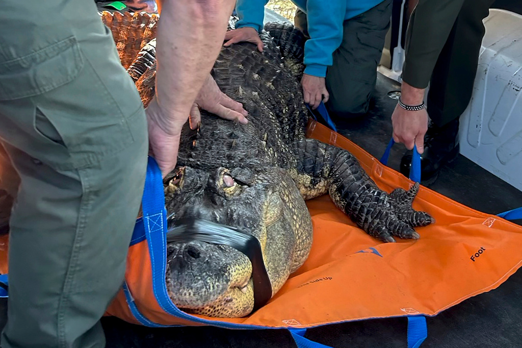 FILE - In this photo provided by the New York Department of Environmental Conservation, officers secure an 11-foot alligator for transport, March 13, 2024, Hamburg, N.Y. (New York DEC via AP, File)