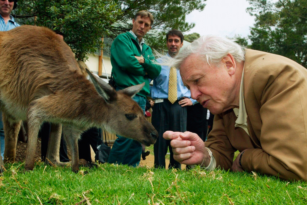 FILE - David Attenborough, watched by zoo staff, reaches out to a kangaroo during his visit to Taronga Zoo in Sydney, Australia, Oct. 14, 2003. (AP Photo/Dan Peled, File)