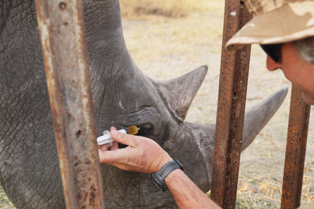 In this August 2025 photo provided by the Palm Beach Zoo & Conservation Society, Daniel Terblanche applies medicine to an an endangered white rhino's infected eye at the Imvelo Safari Lodges in Bulawayo, Zimbabwe. (John Towey/Palm Beach Zoo & Conservation Society via AP)