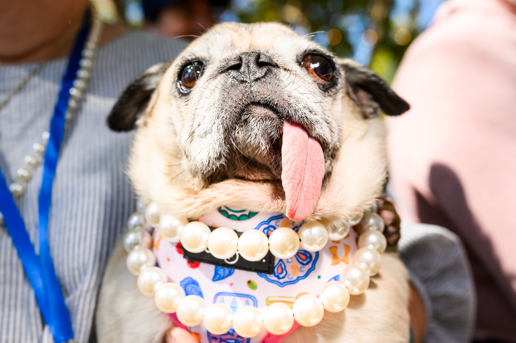 Jinny Lu, a pug rescue, prepares to compete in the World's Ugliest Dog Contest at the Sonoma County Fair in Santa Rosa, Calif., on Friday, Aug. 14, 2026. She went on to win first place. (AP Photo/Noah Berger)