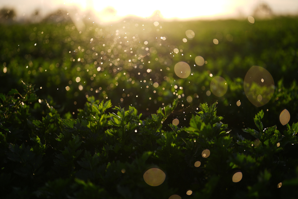 Water droplets from sprinklers cover an irrigated field Friday, Dec. 12, 2025, in El Centro, Calif. (AP Photo/Gregory Bull)