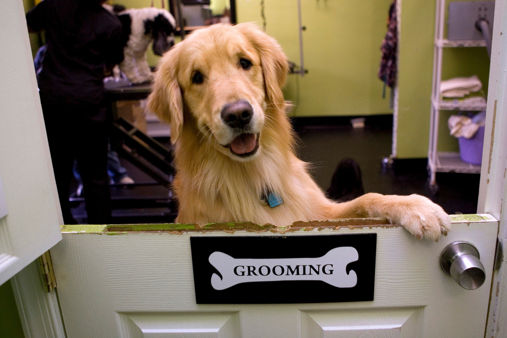 FILE- In this Jan. 6, 2010 file photo, a golden retriever looks over the half door entrance of the grooming room at Happy Paws in Washington. (AP Photo/Jacquelyn Martin, File)