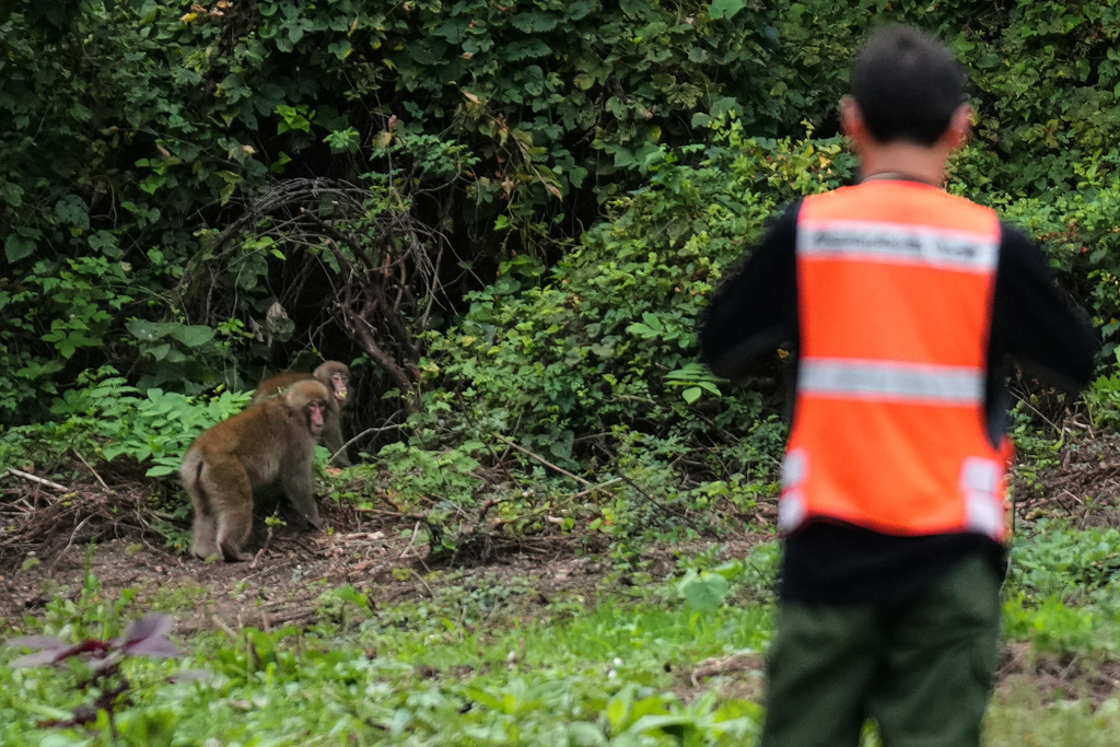 Atsushi Kato, a leader of a squad municipally organized to chase off monkeys, watches monkeys walk away from him as he and other members were tracking and moving them back to the woods, in Azumino, central Japan, Thursday, Oct. 2, 2025. (AP Photo/Hiro Komae)