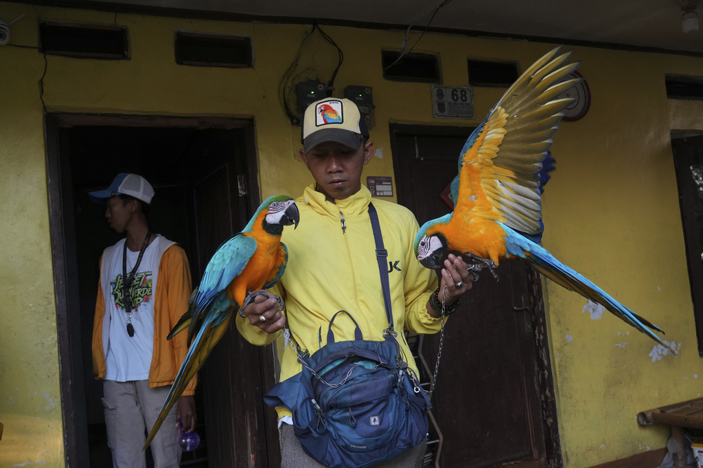 Bird trainer Albi Albar Ramli holds macaws in Depok, on the outskirts of Jakarta, Indonesia, Saturday, Aug. 16, 2025. (AP Photo/Tatan Syuflana)