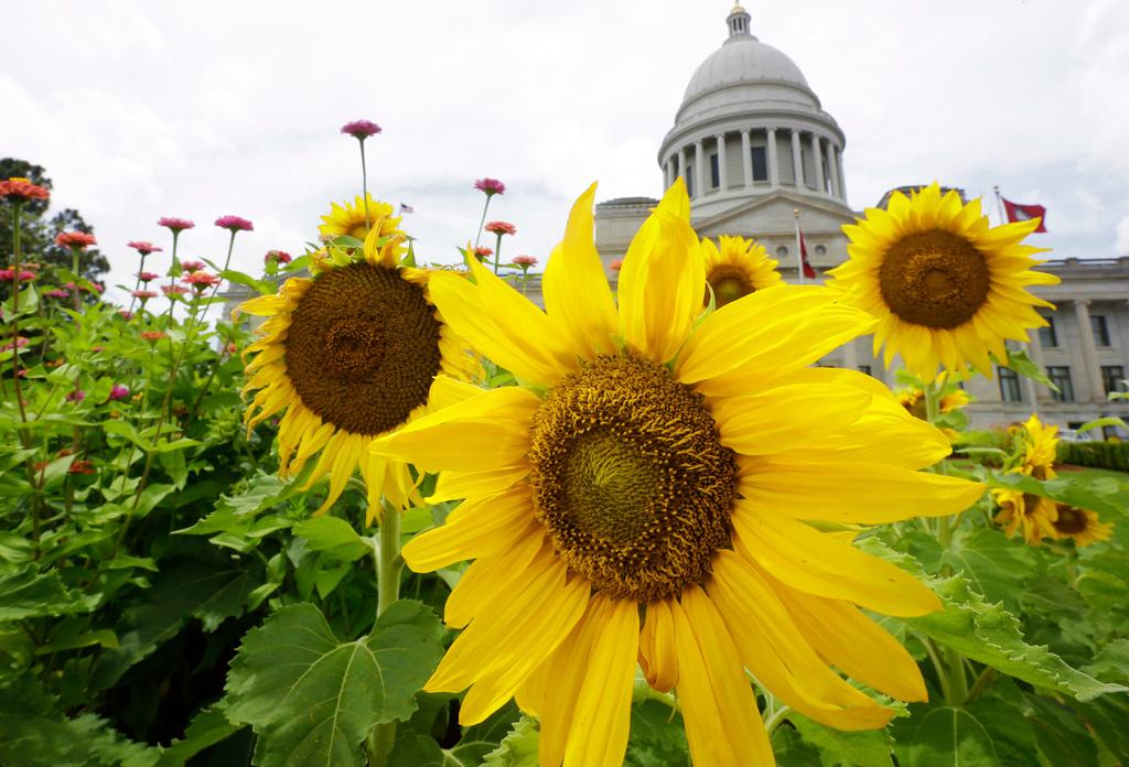 FILE - Flowers and other plants bloom in front of the Arkansas state Capitol in Little Rock, Ark., May 27, 2015. (AP Photo/Danny Johnston, file)