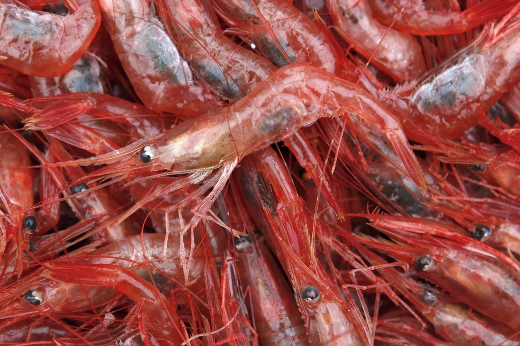 FILE - In this Jan. 6, 2012, photo, northern shrimp lie in a pile aboard a trawler in the Gulf of Maine. (AP Photo/Robert F. Bukaty, File)