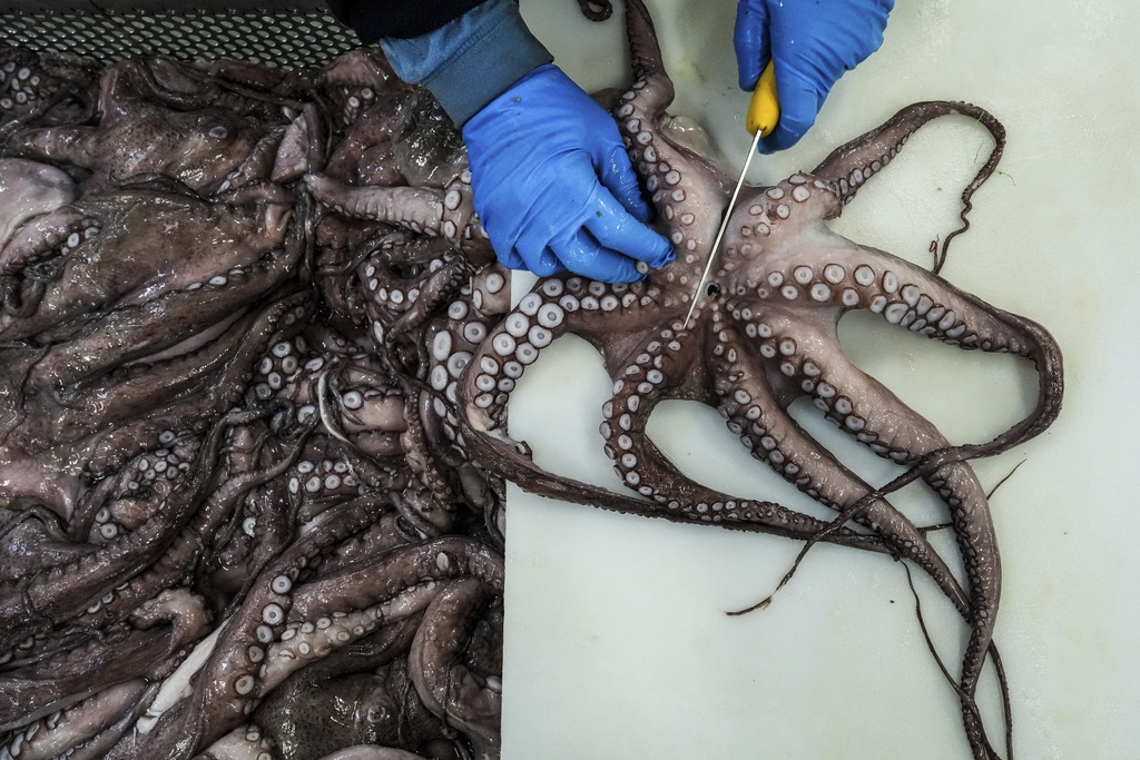 A worker removes an octopus' beak at the Frigorificos Arcos SL factory in O Carballino, Spain, June 25, 2025. (AP Photo/Annika Hammerschlag)