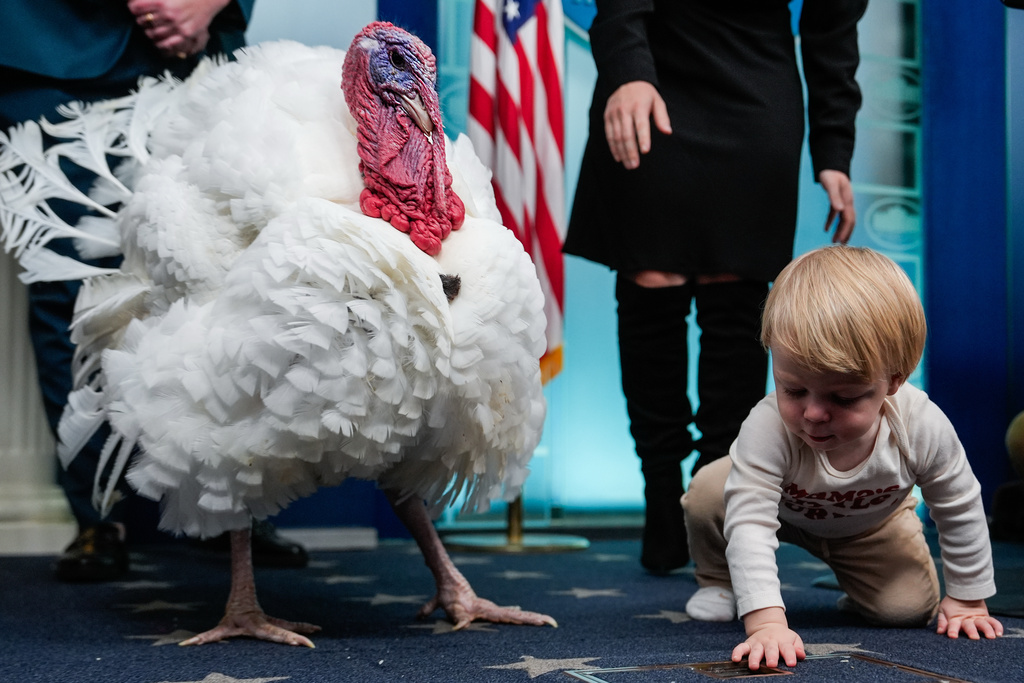 Nicholas, the son of White House press secretary Karoline Leavitt looks at Waddle, the alternate national Thanksgiving turkey, in the White House press briefing room, Tuesday, Nov. 25, 2025, in Washington. (AP Photo/Julia Demaree Nikhinson)