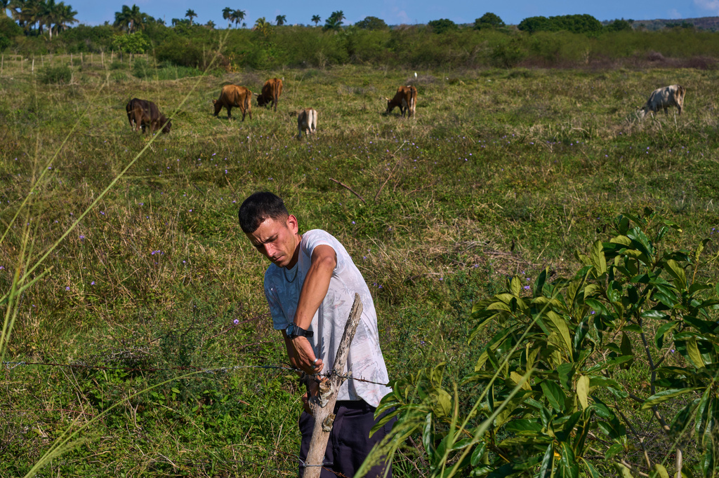 Raydel Rodriguez repairs the fencing on the land where his cattle graze in Minas, Havana province, Cuba, Monday, April 27, 2026. (AP Photo/Ramon Espinosa)