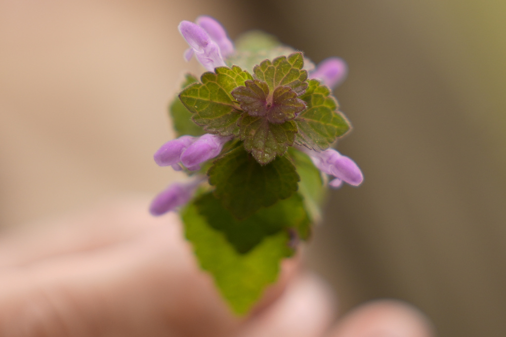 Iris Weaver holds freshly picked dead nettle during a class on foraging, May 8, 2025, in Wenham, Mass. (AP Photo/Robert F. Bukaty)
