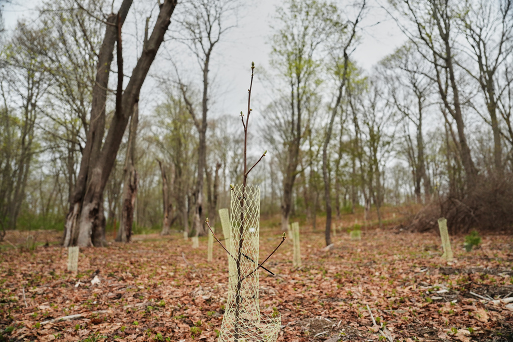 A planted tree grows in Miantonomi Park Wednesday, April 22, 2026, in Newport, R.I. (AP Photo/Joshua A. Bickel)