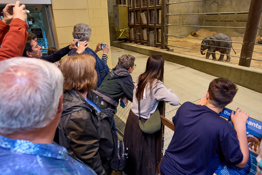 People visit the Elephant Community Center as 10-week-old Asian elephant calf Linh Mai makes her public debut at the National Zoo, Wednesday April 22, 2026, in Washington. (AP Photo/Jacquelyn Martin)