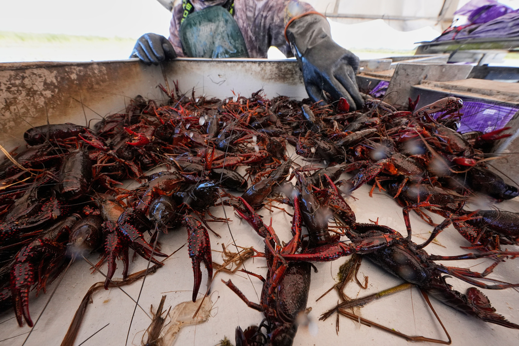 Juan Antonio harvests crawfish traps in a crawfish pond in Crowley, La., Thursday, March 19, 2026. (AP Photo/Gerald Herbert)