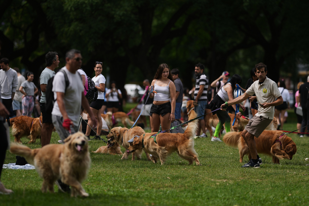 People walk their dogs in a Palermo neighborhood park as they try to set a world record of most Golden Retrievers gathered in a park, in Buenos Aires, Argentina, Monday, Dec. 8, 2025. (AP Photo/Natacha Pisarenko)