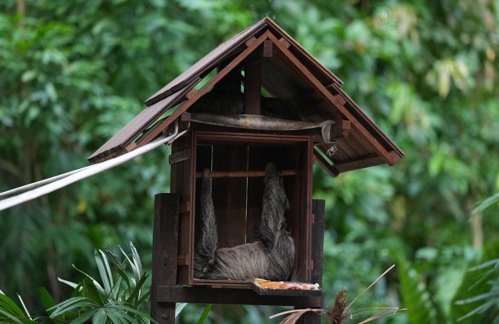 FILE -Sloths sleep at the Emilio Goeldi Museum during the COP30 U.N. Climate Summit, Nov. 13, 2025, in Belem, Brazil. (AP Photo/Andre Penner, File)