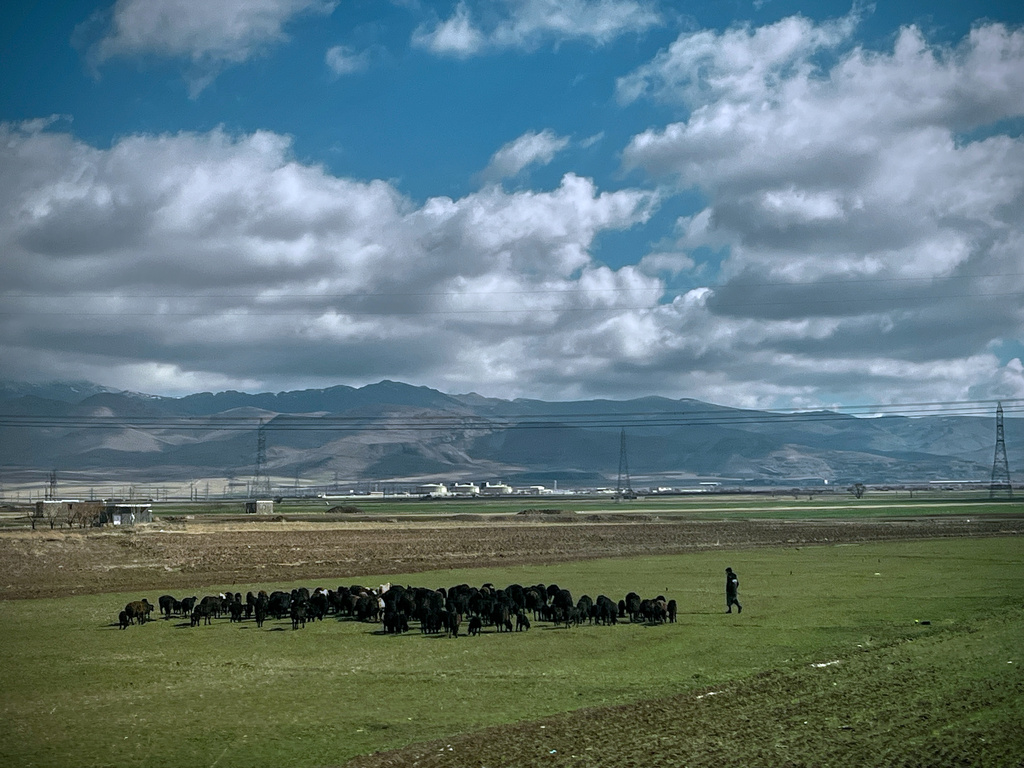 A shepherd is seen with his flock in a field next to Road 2 outside Zanjan, Iran, Thursday, April 9, 2026. (AP Photo/Francisco Seco)