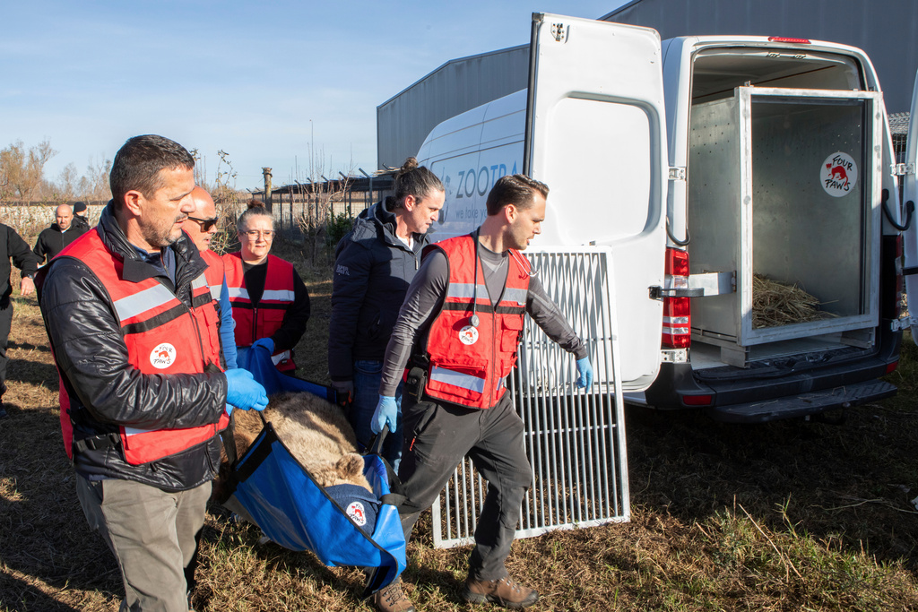 In this photo, released on Tuesday, Dec. 16, 2025 by Four Paws, veterinarians carry Flora, a two-year-old bear before its transportation from Tirana to Germany after its illegal keeping in Albania. (Four Paws via AP)