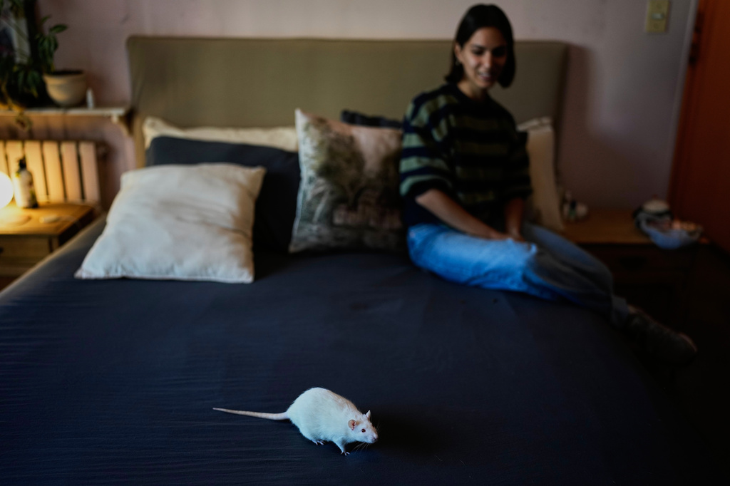 Dominique Verdier watches Carlota, a former laboratory rat she adopted, walk on her bed in Buenos Aires, Argentina Friday, May 15, 2026. (AP Photo/Natacha Pisarenko)
